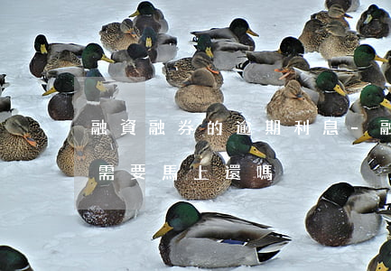融資融券的逾期利息-融資融券的逾期利息需要馬上還嗎?