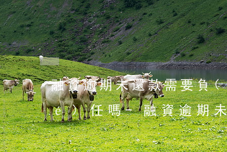 融資逾期未還款需要負(fù)法律責(zé)任嗎-融資逾期未還款需要負(fù)法律責(zé)任嗎知乎
