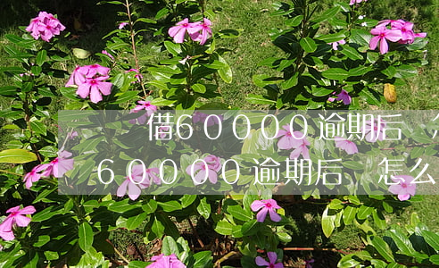 螞蟻借60000逾期后會怎么樣-螞蟻借60000逾期后會怎么樣嗎