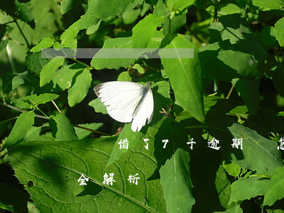 螞蟻借了7千逾期會怎樣？處理方法與后果全解析