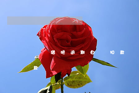 螞蟻借吧逾期自動扣款（螞蟻借吧逾期自動扣款）