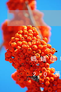 螞蟻借唄20萬逾期了400天-螞蟻借唄20萬逾期了400天怎么辦