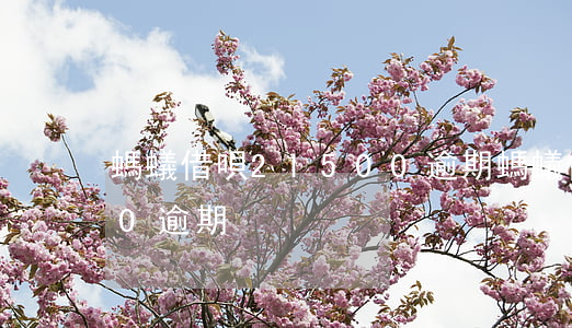 螞蟻借唄21500逾期(螞蟻借唄21500逾期)