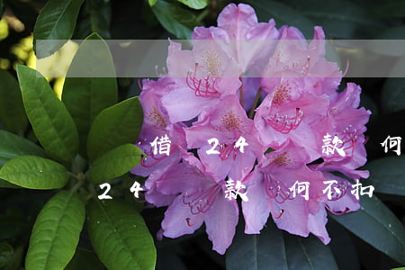 螞蟻借唄24號還款為何不扣費-螞蟻借唄24號還款為何不扣費了