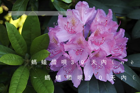 螞蟻借唄30天內(nèi)還款有利息嗎-螞蟻借唄30天內(nèi)還款有利息嗎多少