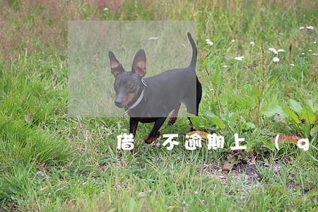 螞蟻借唄不逾期上個(gè)人征信