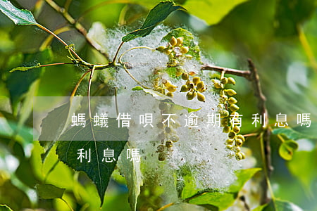 螞蟻借唄不逾期有利息嗎(螞蟻借唄不逾期有利息嗎)