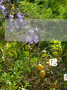 螞蟻借唄了4萬(wàn)逾期兩年了怎么還(螞蟻借唄欠了4萬(wàn)逾期3年)