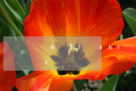 螞蟻借唄了8萬逾期3個月(借唄8萬逾期4個月)