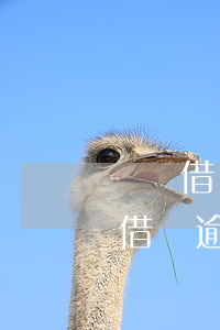 螞蟻借唄信用卡網(wǎng)貸逾期(螞蟻借唄逾期會影響辦理信用卡嗎)