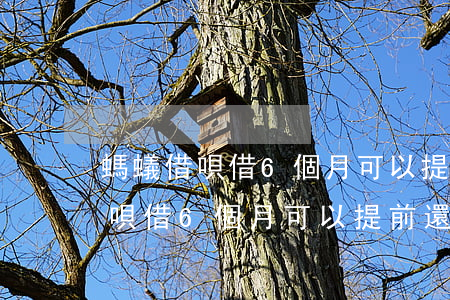 螞蟻借唄借6個月可以提前還款嗎-螞蟻借唄借6個月可以提前還款嗎