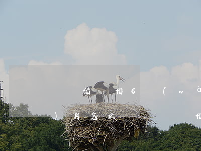 螞蟻借唄借6萬(wàn)逾期3個(gè)月怎么辦-螞蟻借唄借6萬(wàn)逾期3個(gè)月怎么辦啊