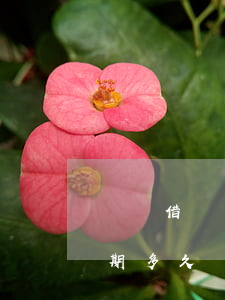 螞蟻借唄借唄逾期會被起訴嗎-螞蟻借唄逾期多久會起訴