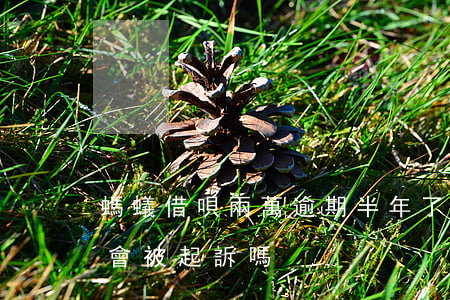 螞蟻借唄兩萬逾期半年了(借唄兩萬逾期半年會被起訴嗎)