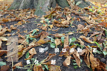 螞蟻借唄可以逾期幾天會起訴(螞蟻借唄逾期多久會起訴)