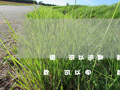 螞蟻借唄可以逾期還款嗎(支付寶借唄逾期后還款還可以申請貸款嗎)