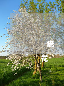 螞蟻借唄和花唄還款是在一起嗎-螞蟻借唄與花唄