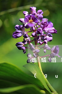 螞蟻借唄因逾期停止借款(借唄逾期一次被關(guān)掉)