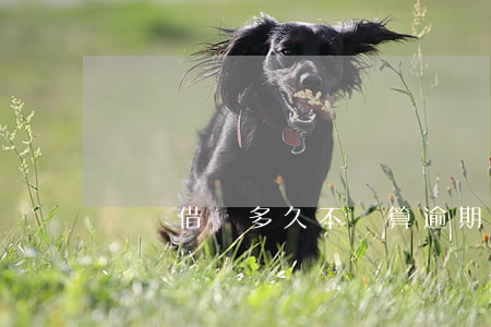 螞蟻借唄多久不還算逾期
