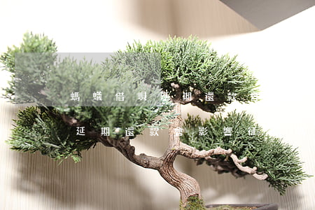 螞蟻借唄延期還款會影響征信嗎-螞蟻借唄延期還款會影響征信嗎知乎