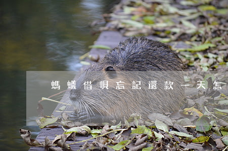 螞蟻借唄忘記還款一天怎么還款-