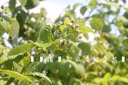 螞蟻借唄怎么看欠多少錢(借唄欠款總金額怎么查)