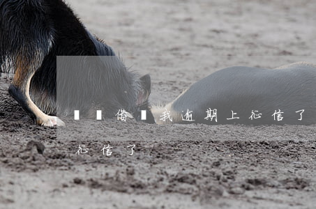 螞蟻借唄我逾期上征信了(螞蟻借唄我逾期上征信了)