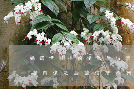 螞蟻借唄提前還款后誠信度不夠-螞蟻借唄提前還款后誠信度不夠怎么辦