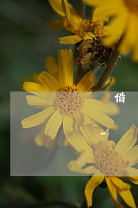 螞蟻借唄提前還款被關(guān)了怎么開-螞蟻借唄提前還款被關(guān)了怎么開通