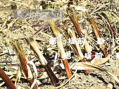 螞蟻借唄提前還款還可以再恢復(fù)不-螞蟻借唄提前還款還可以再恢復(fù)不借嗎