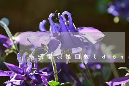 螞蟻借唄是自動(dòng)還款的扣款順序-