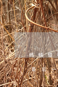 螞蟻借唄最后一次性還款可以嗎-螞蟻借唄最后一次性還款可以嗎安全嗎
