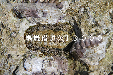 螞蟻借唄欠13000