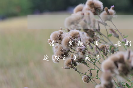 螞蟻借唄欠款20萬逾期2個(gè)月(借唄逾期20天了)