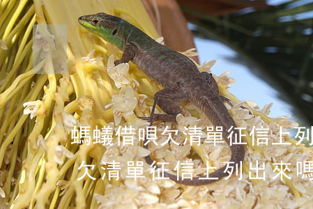 螞蟻借唄欠清單征信上列出來嗎-螞蟻借唄欠清單征信上列出來嗎安全嗎