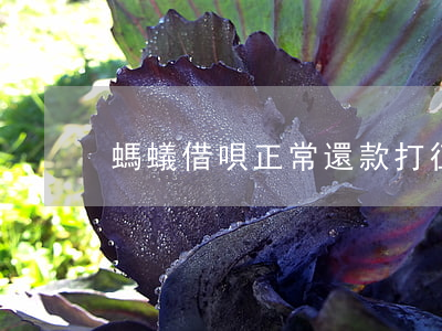 螞蟻借唄正常還款打征信會上嗎-