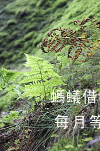 螞蟻借唄每月等額還款利息計算-螞蟻借唄每月等額還款利息計算方法