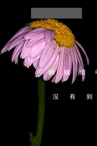 螞蟻借唄沒有到賬可是顯示還款-螞蟻借唄沒有到賬可是顯示還款金額