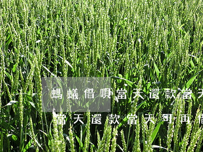 螞蟻借唄當天還款當天可再借嗎-螞蟻借唄當天還款當天可再借嗎安全嗎