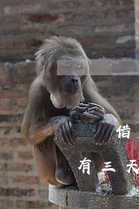 螞蟻借唄的還款有三天空限期嗎-借唄還款有三天寬限期嗎