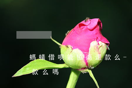螞蟻借唄能協商還款么-螞蟻借唄能協商還款么嗎