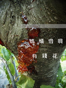 螞蟻借唄花唄欠了八萬(欠借唄8萬花唄2萬有錢花10萬,會(huì)坐牢嗎)