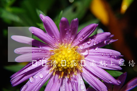 螞蟻借唄花唄逾期上征信嗎