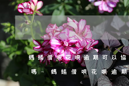 螞蟻借唄花唄逾期可以協(xié)商還款嗎-螞蟻借唄花唄逾期可以協(xié)商還款嗎