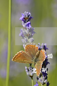螞蟻借唄花唄逾期起訴會坐牢嗎(支付寶借唄逾期會起訴嗎?會不會坐牢)