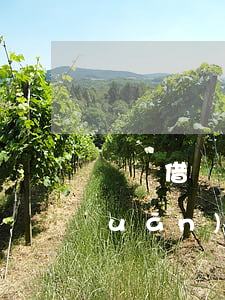 螞蟻借唄貸款提前還款會(huì)關(guān)閉嗎-螞蟻借唄貸款提前還款會(huì)關(guān)閉嗎安全嗎