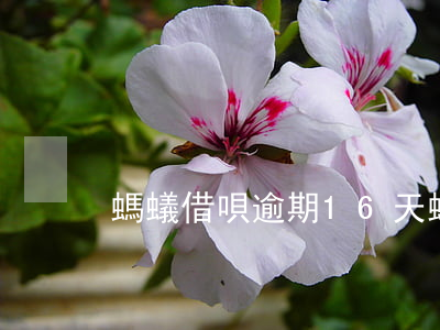 螞蟻借唄逾期16天(螞蟻借唄逾期15天)