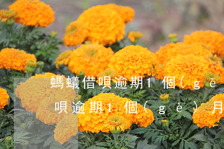 螞蟻借唄逾期1個(gè)月起訴嗎(螞蟻借唄逾期1個(gè)月起訴嗎)