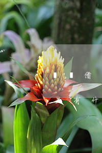 螞蟻借唄逾期200天后果(借唄逾期200天有什么后果)