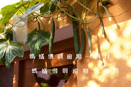 螞蟻借唄逾期一個月沒有還真的會上門嗎-螞蟻借唄逾期一個月沒有還真的會上門嗎